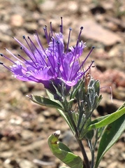 Caryopteris mongholica