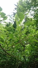 Styracaceae