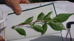 Styracaceae