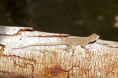 Urosaurus gadovi