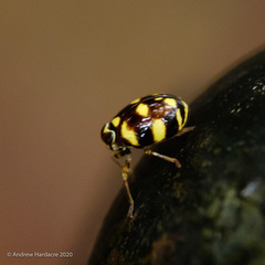 Ceratogergithus pseudotessellatus
