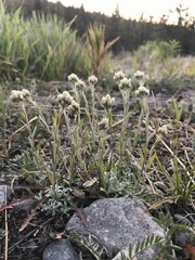 Antennaria rosea rosea