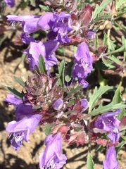 Dracocephalum foetidum