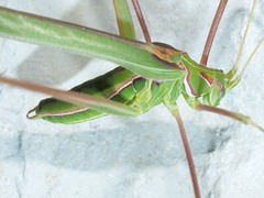 Arethaea ambulator