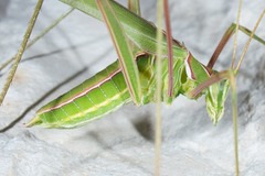 Arethaea ambulator
