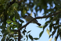 Phylloscopus trochiloides