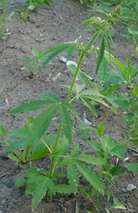 Cannabis sativa spontanea