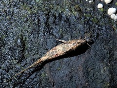 Nesomachilis