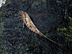 Nesomachilis