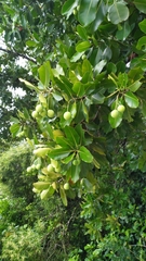 Calophyllum inophyllum