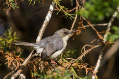 Grey Apalis photo 1