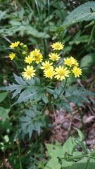 Nemosenecio nikoensis