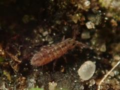 Isotomurus pseudopalustris