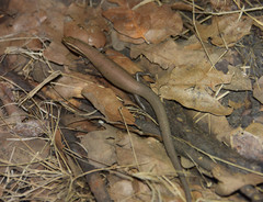 Plestiodon tetragrammus brevilineatus