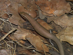 Plestiodon tetragrammus brevilineatus