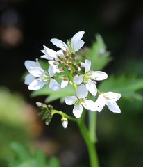 Cardamine appendiculata