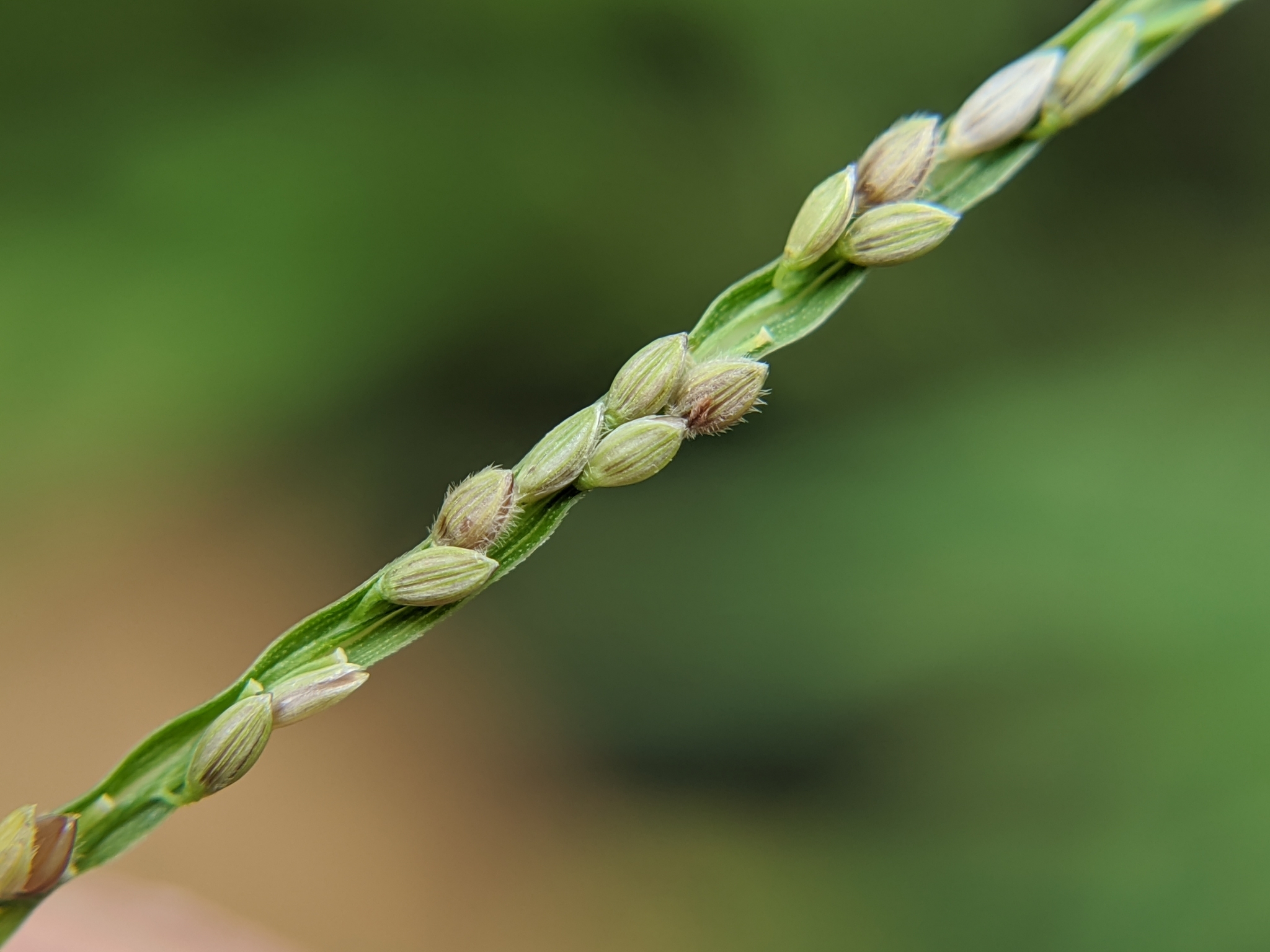 Digitaria violascens