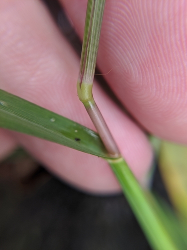 Digitaria violascens