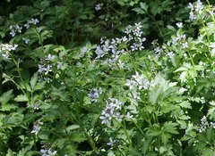 Cardamine appendiculata