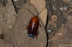 Parcoblatta fulvescens