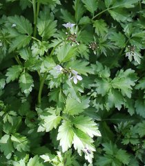 Cardamine appendiculata