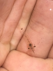 Palaemon debilis
