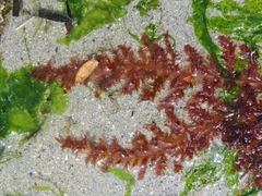Cumathamnion decipiens
