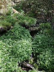 Cardamine appendiculata