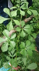 Eleutherococcus spinosus