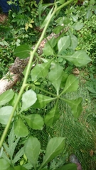 Eleutherococcus spinosus