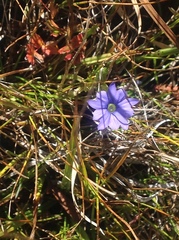 Gentiana karelinii