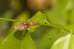 Homoeocerus rubromaculatus