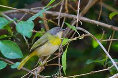 Yellow-Breasted Apalis photo 2