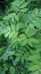 Sambucus sieboldiana