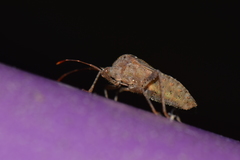 Anasa scorbutica