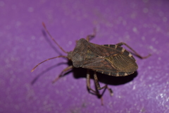 Anasa scorbutica