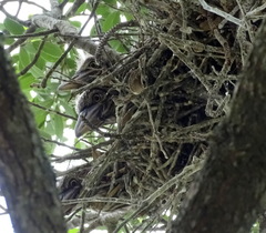Nycticorax nycticorax