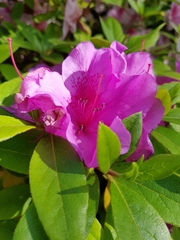 Rhododendron