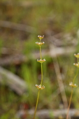 Plectritis macrocera