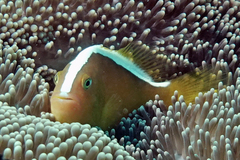 Amphiprion sandaracinos