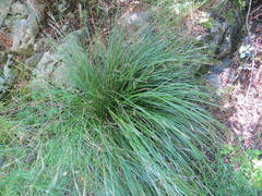 Carex secta