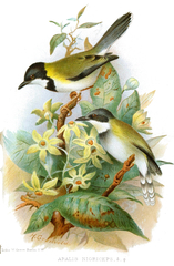 Black-Capped Apalis photo 2