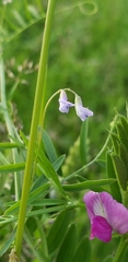 Vicia tetrasperma