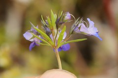 Collinsia grandiflora