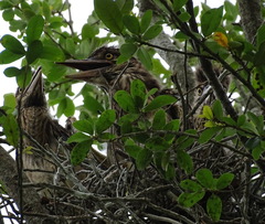 Nycticorax nycticorax