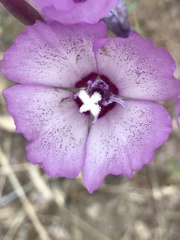 Clarkia cylindrica