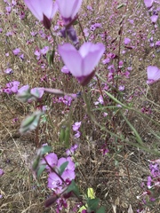 Clarkia cylindrica