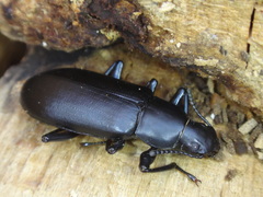 Alobates pensylvanicus