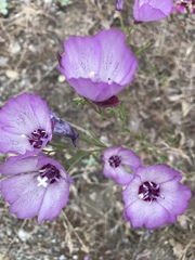 Clarkia cylindrica