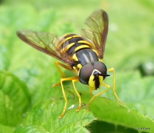 Representative image of Chrysotoxum